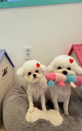 개똥이 이미지