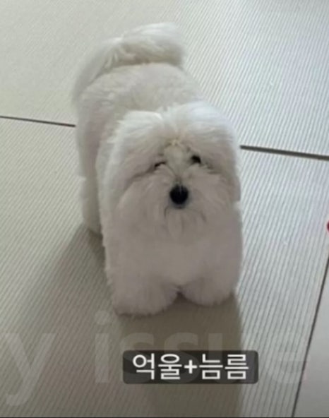 에이스애견미용학원 이미지