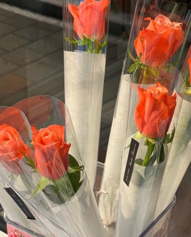 꼬테 이미지