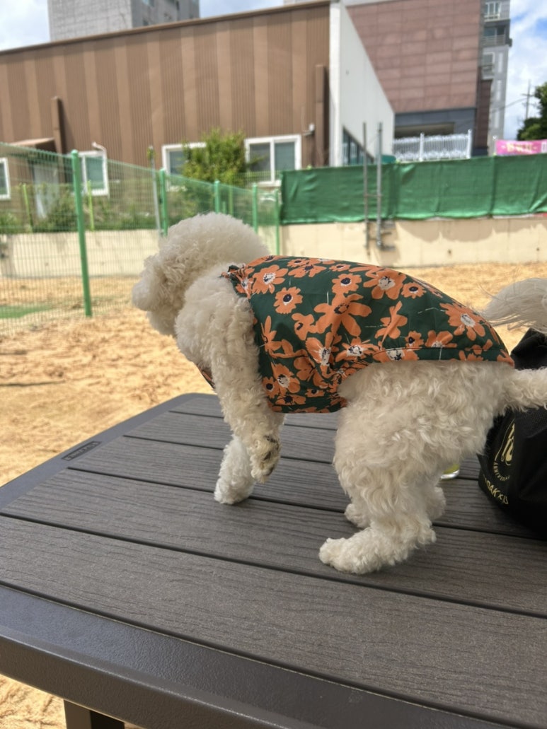 도그파우 이미지
