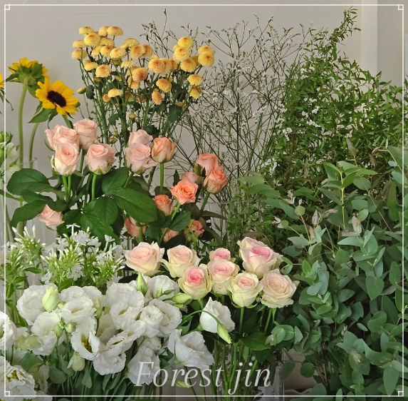 돈포레스트 이미지