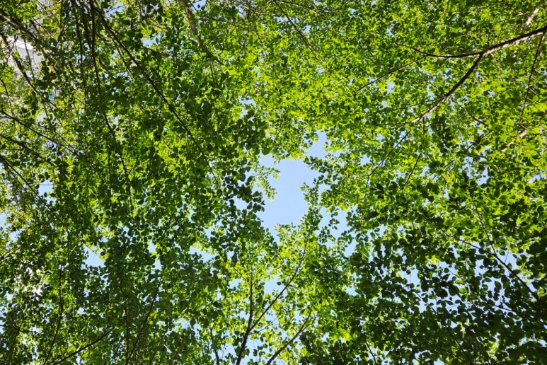 철마산칼국수 이미지