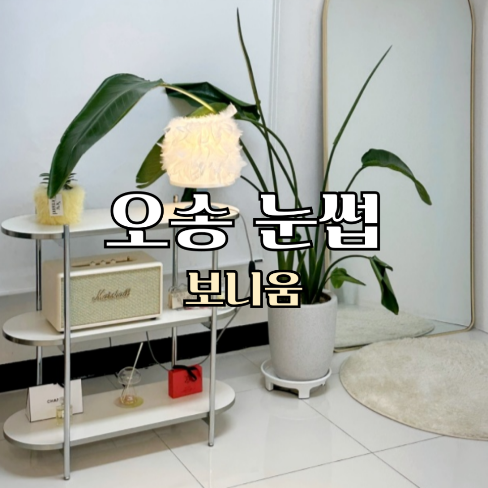 보니움 이미지