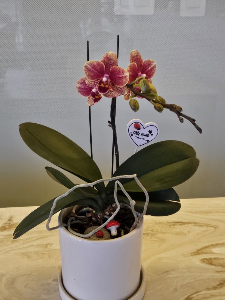 정꽃피우다 이미지