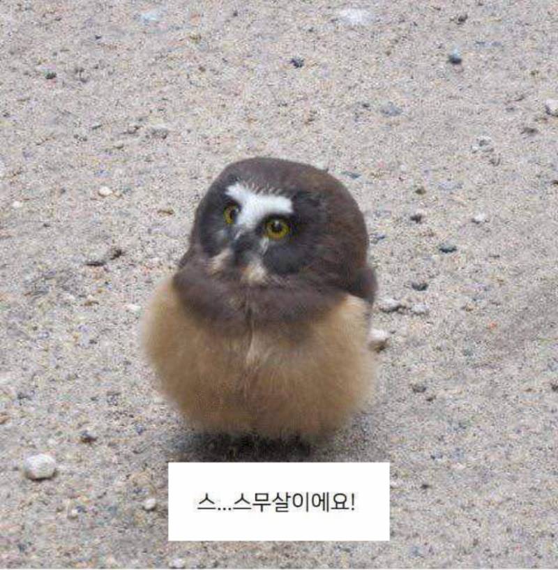 필라테스;단 이미지