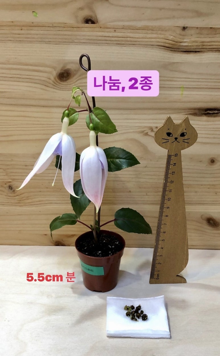 주아뷰티 이미지