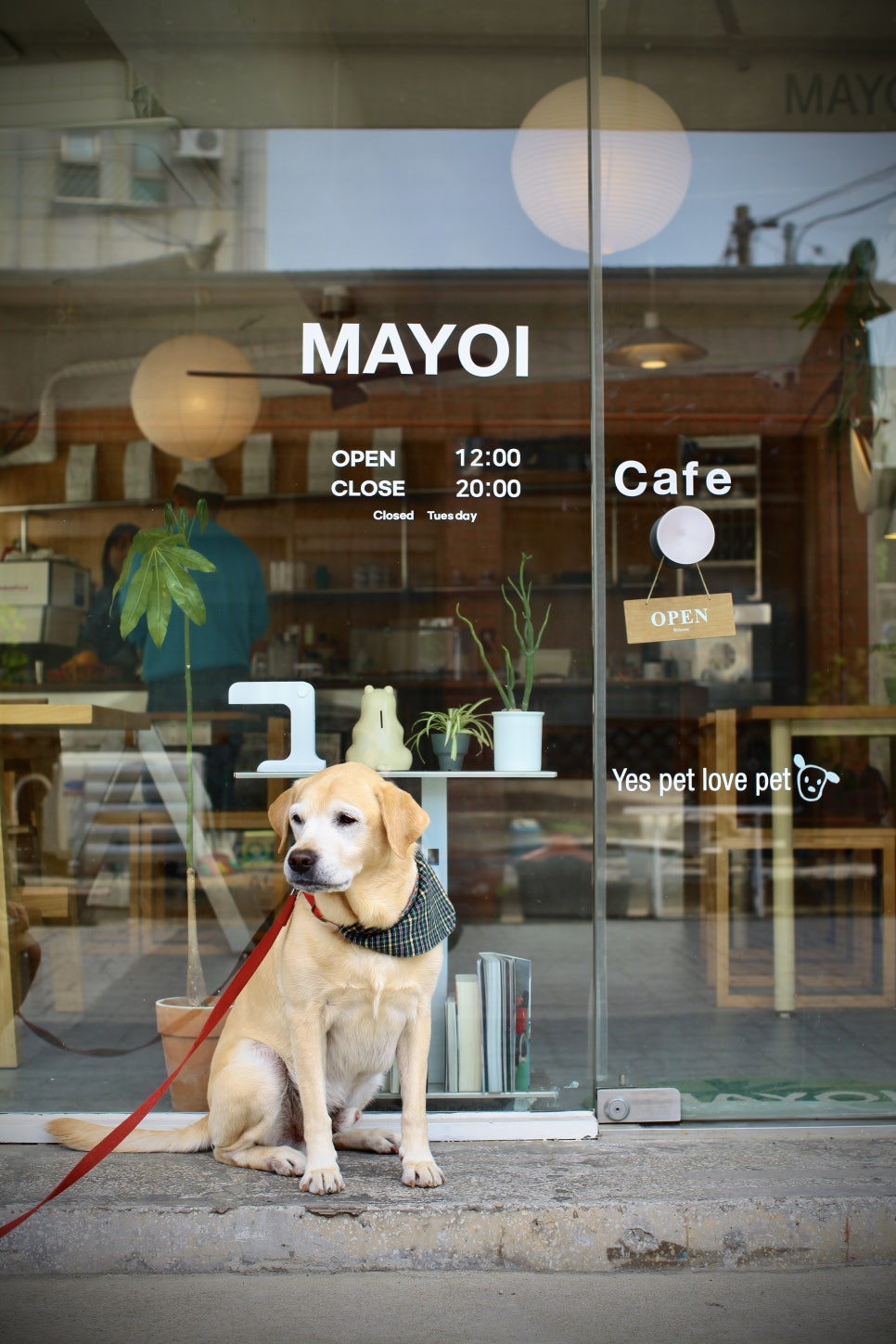 마요이(mayoi) 이미지
