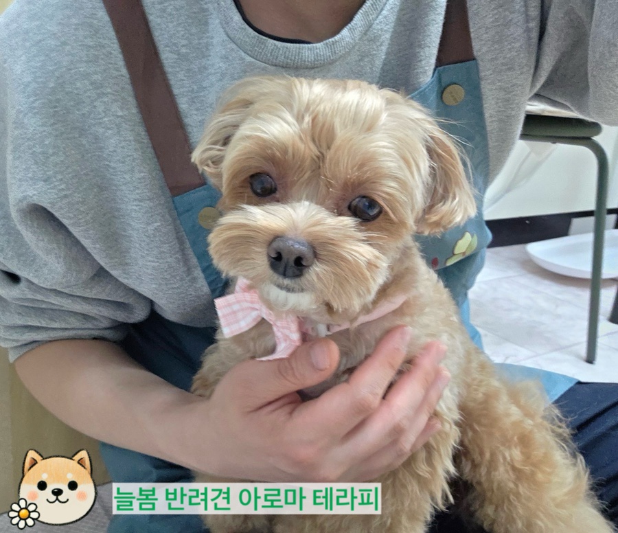 늘봄아로마테라피 이미지