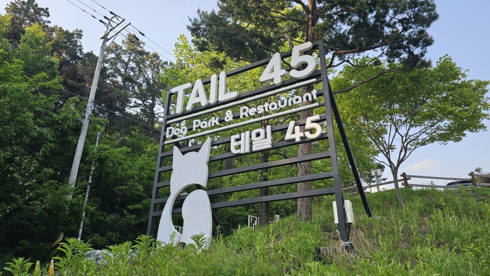 용인 테일45 애견카페, 프라이빗 운동장 교육 후기