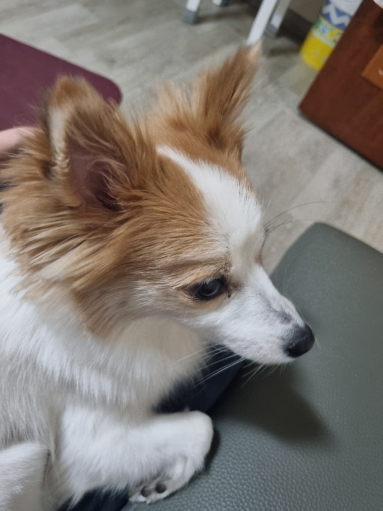 오구본가서 이미지