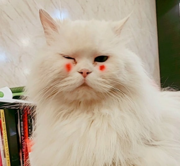 블랑쉬노엘 이미지