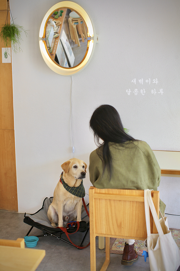 마요이(mayoi) 이미지