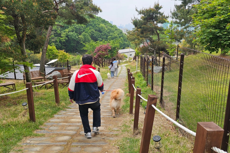 용인 테일45 애견카페, 프라이빗 운동장 교육 후기 — 사진 4