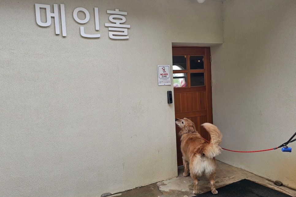 용인 테일45 애견카페, 프라이빗 운동장 교육 후기 — 사진 8
