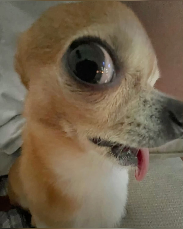 돼지물고기 이미지