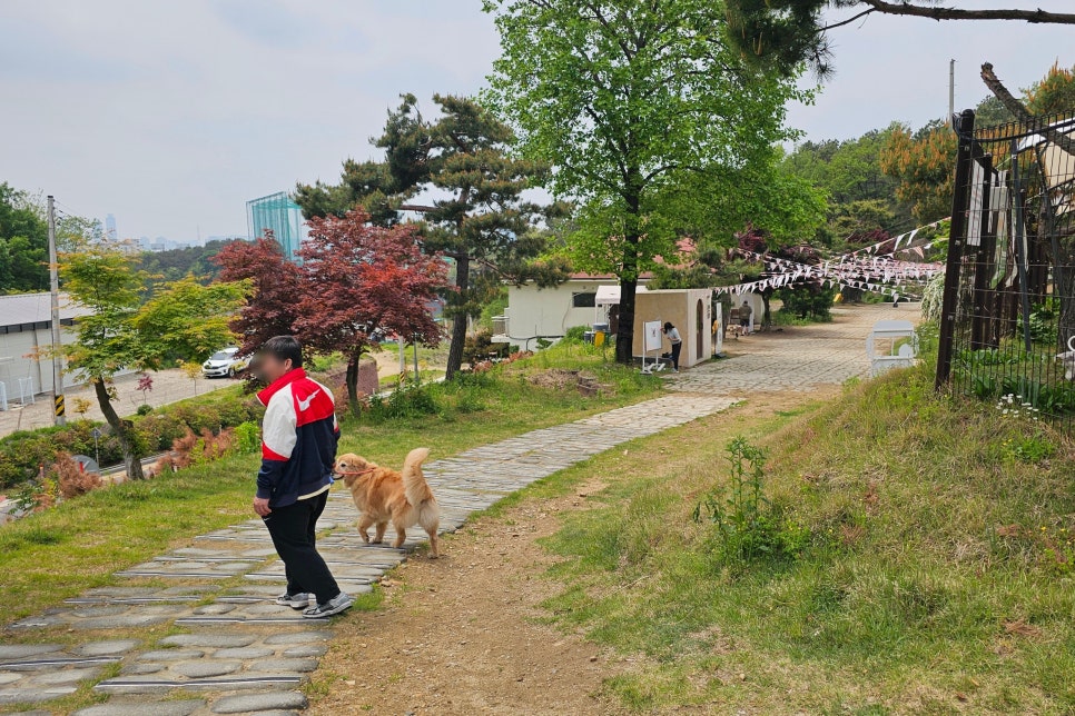 용인 테일45 애견카페, 프라이빗 운동장 교육 후기 — 사진 5