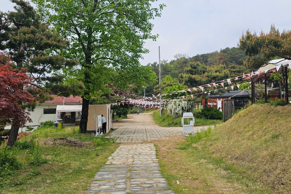 용인 테일45 애견카페, 프라이빗 운동장 교육 후기 — 사진 6