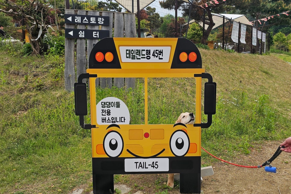 용인 테일45 애견카페, 프라이빗 운동장 교육 후기 — 사진 7