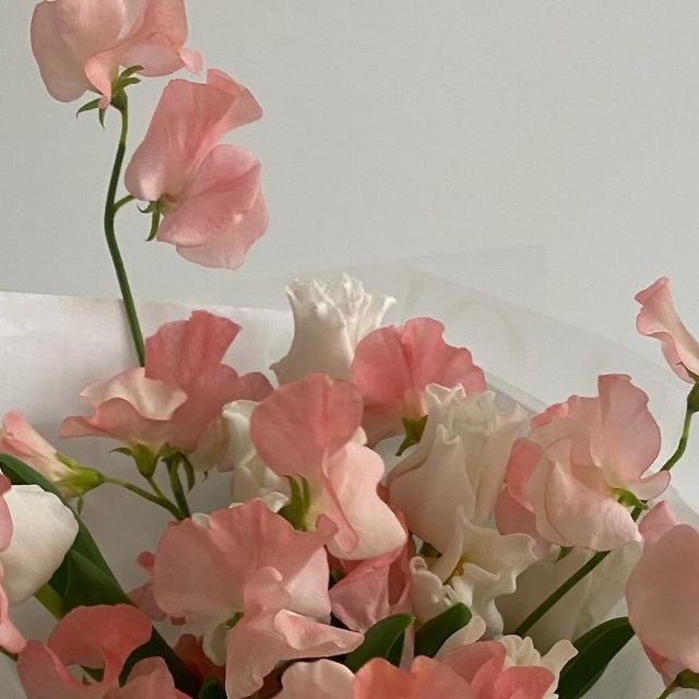 스위트피 이미지