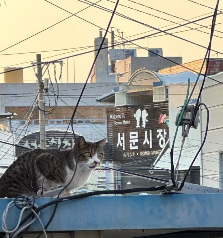 요고프로즌요거트 이미지