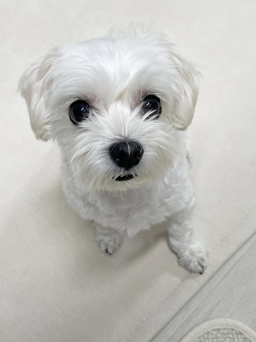 카피루스 이미지