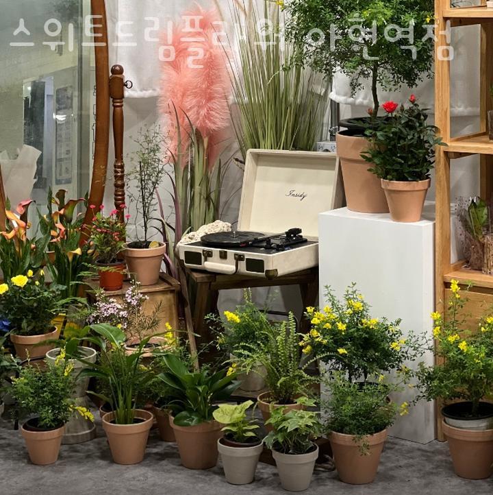 스위트드림플라워 이미지