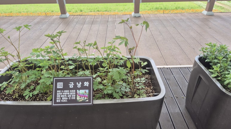사계절야생화 이미지