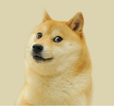 도지 이미지