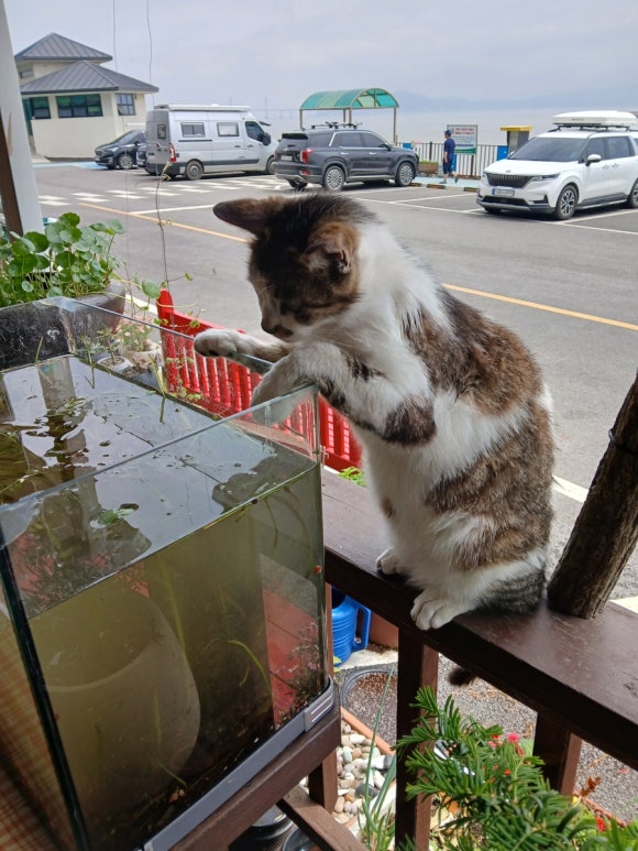 짜장왕국 이미지