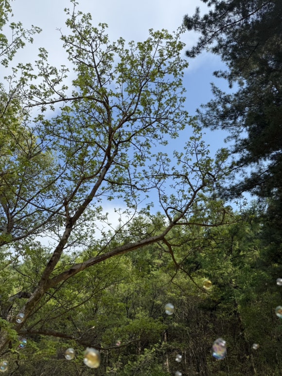 유명산 라온캠핑장 이미지