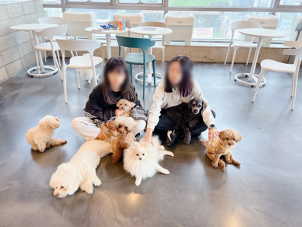 김포 애견카페 카페몽몽, 실내외 모두 만족스러운 경험 — 사진 11