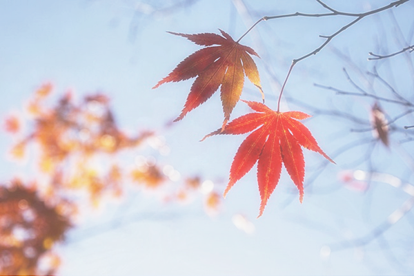 환상주민 이미지