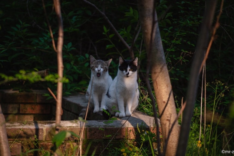 동네고양이 이미지