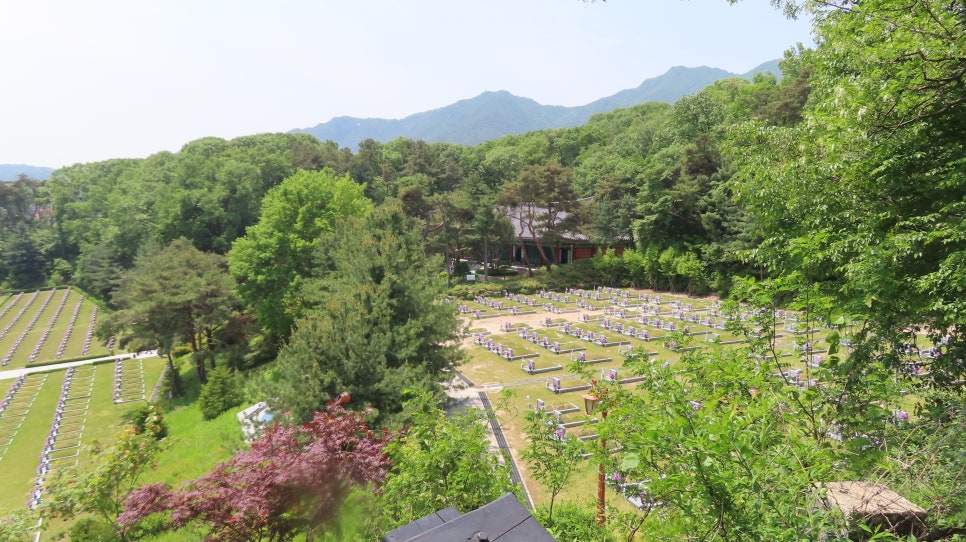 소나무숲길 이미지