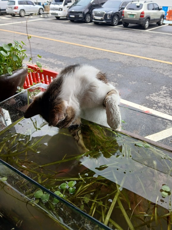 짜장왕국 이미지