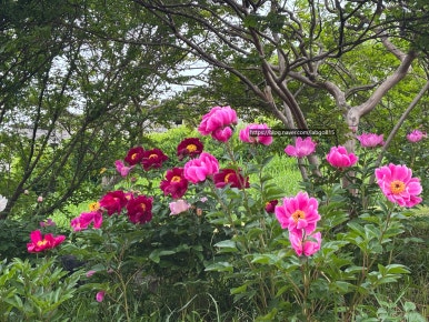 엄마네닭한마리 이미지