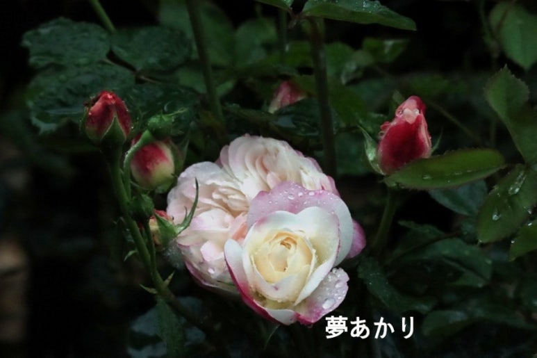 유메 이미지