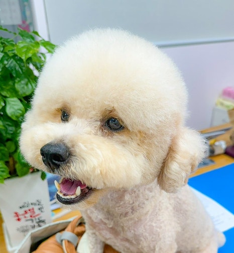 무아몽 이미지