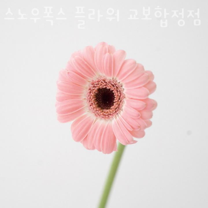 스노우폭스플라워 이미지