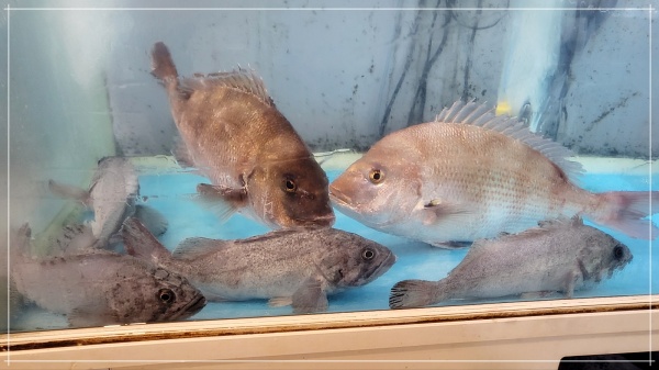 푸른바다횟집 이미지
