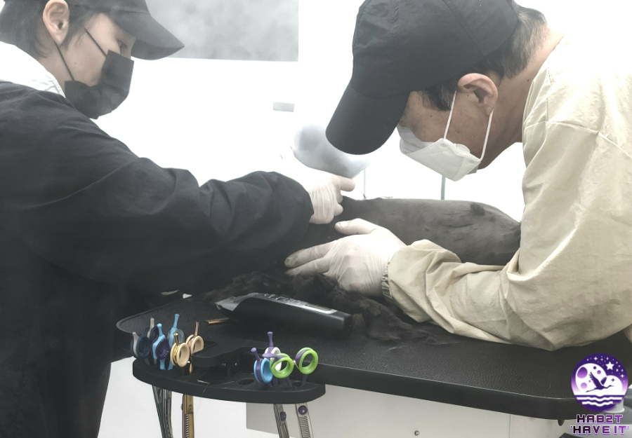 야옹아놀자 이미지