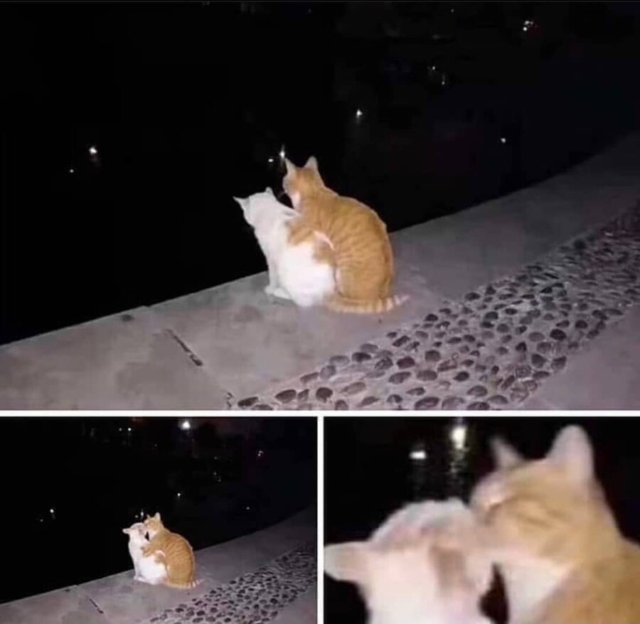 낭만고양이 이미지