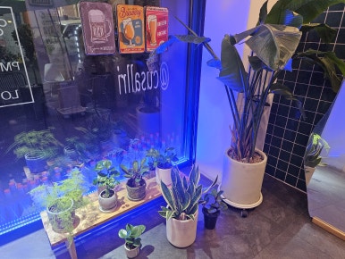커스올라 이미지