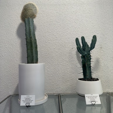 오백샵 이미지