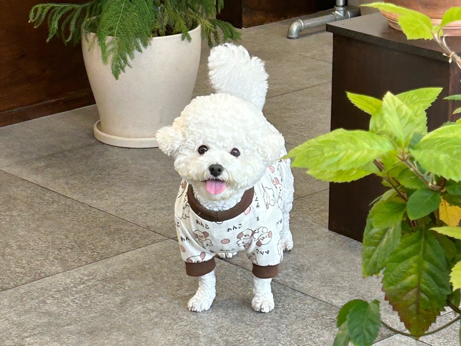 플레르드메 이미지