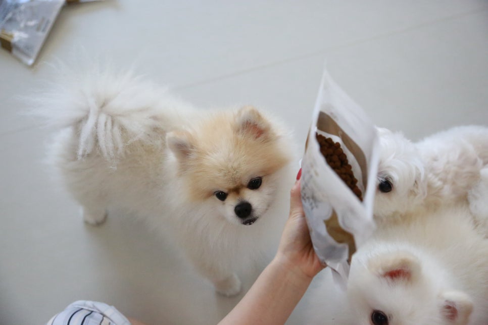 일출양행 이미지