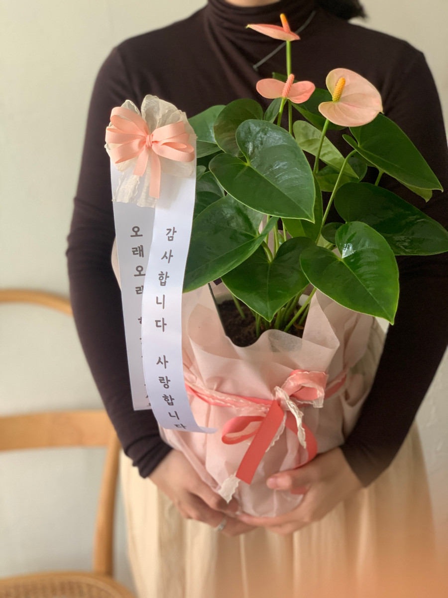 아레스&마셀 이미지