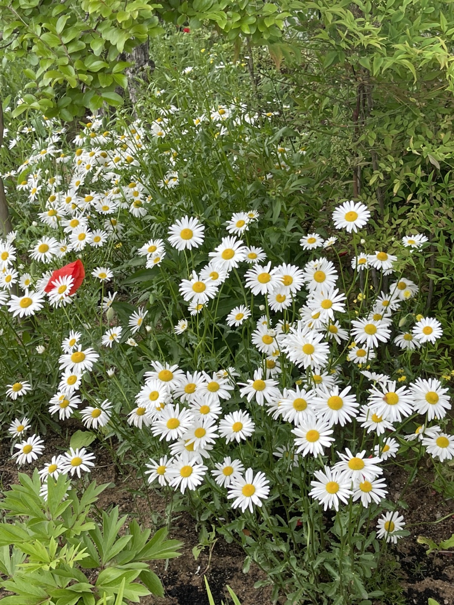 산들채 이미지