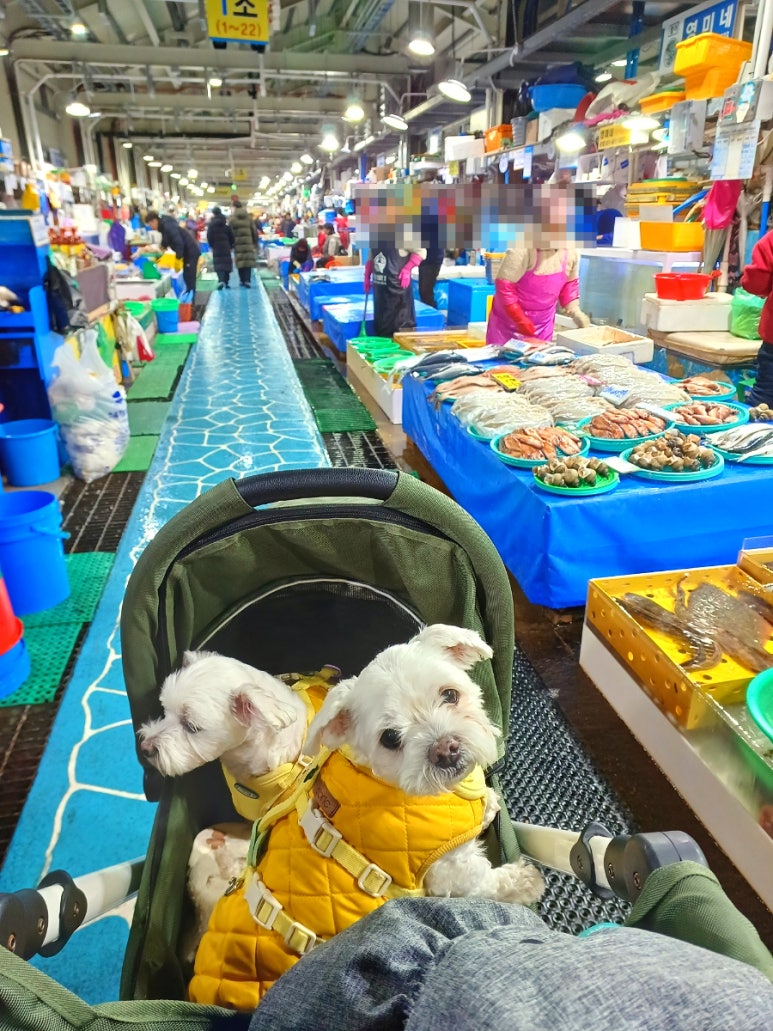 거평패밀리 이미지