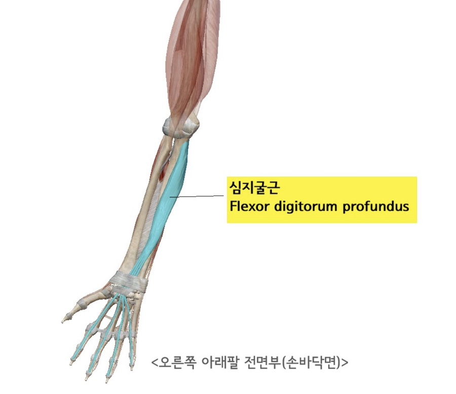 심지 이미지